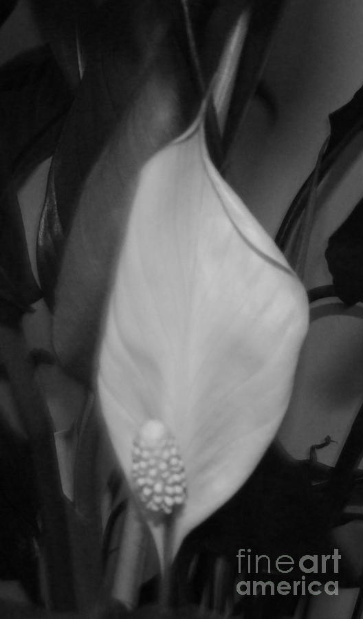Flowers Still Life Photograph -  White Pearl by Olivia Dickerson