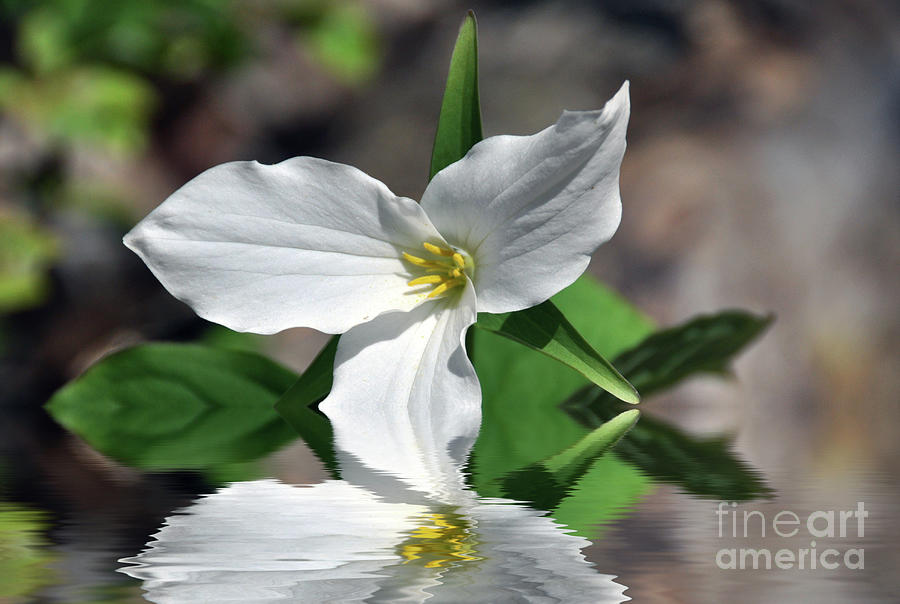 Spring Trillium Photograph by Elaine Manley