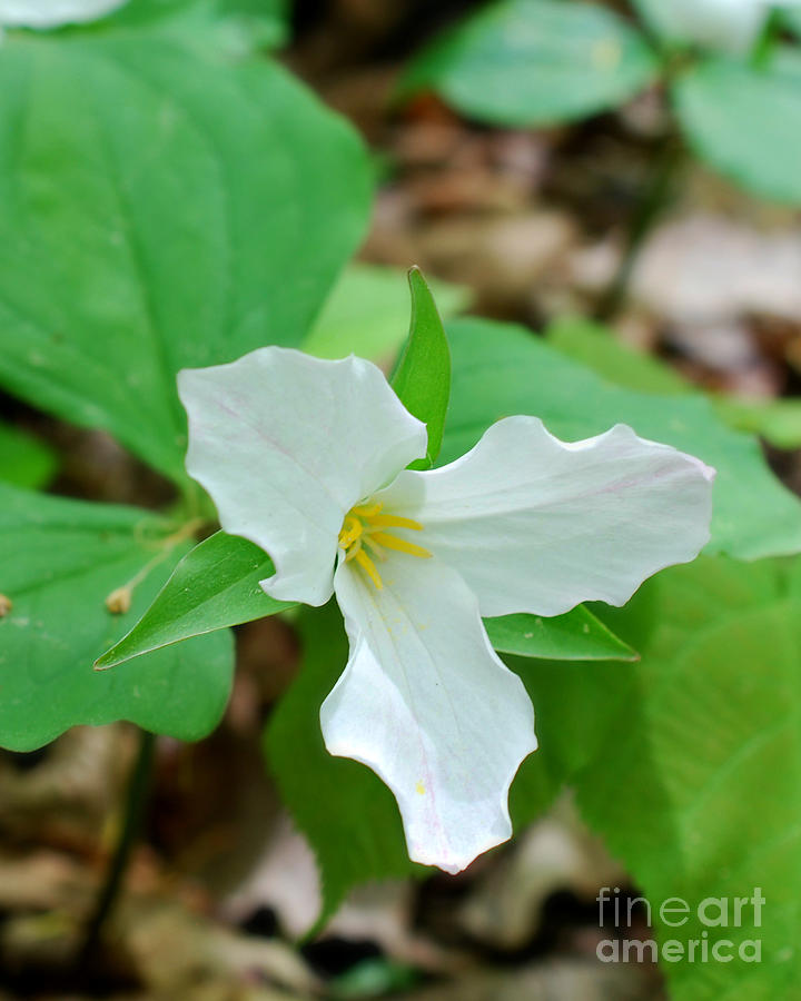  White Trillium Photograph by Lila Fisher-Wenzel