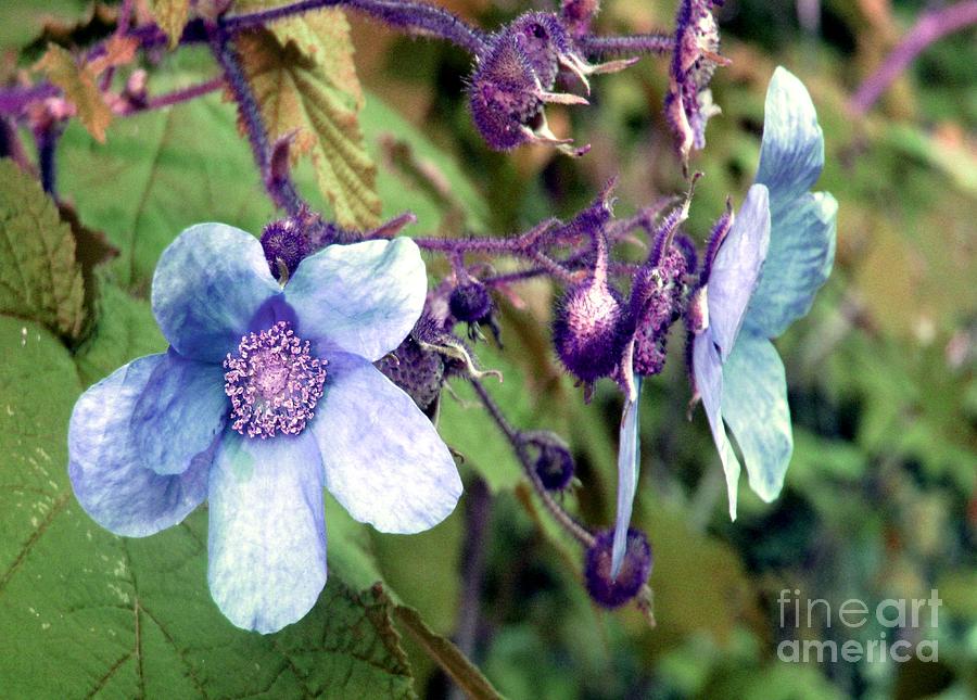 Summer Photograph -  Wild Blue Rose by Robert Burns