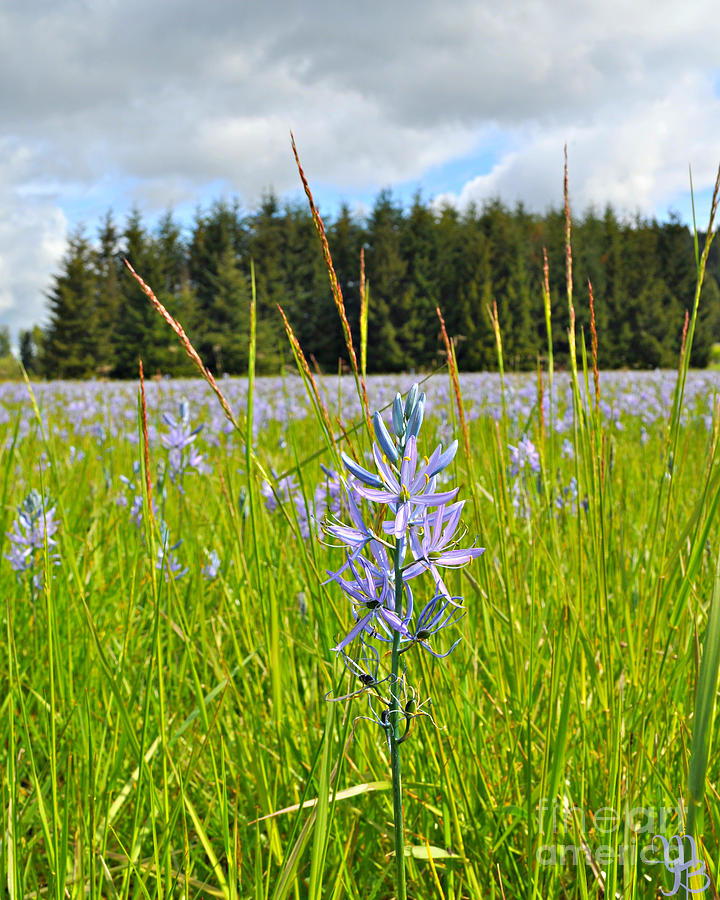  Wild Camas in Oregon Photograph by Mindy Bench