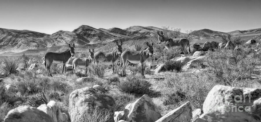   Wild Donkeys BW Photograph by Timothy Hacker
