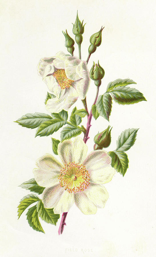 Wild Or Field Rose Date 1894 Drawing by Mary Evans Picture Library ...