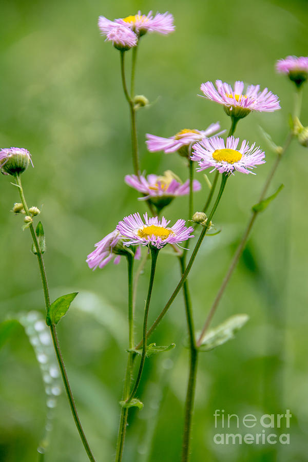  Wild Pink Asters Photograph by Cheryl Baxter