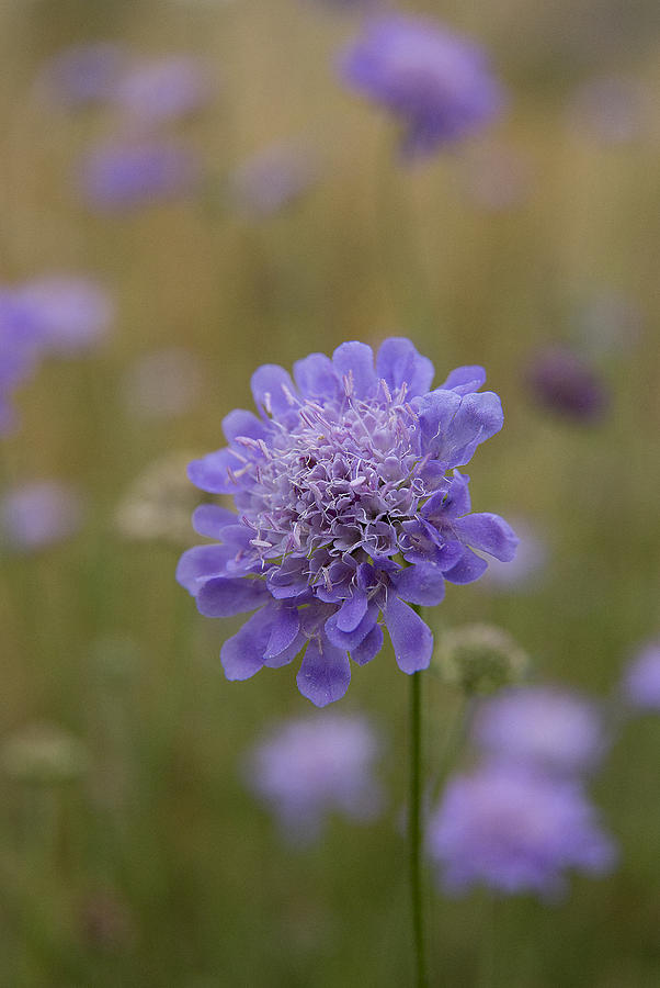 Nature Photograph -  Wild Scabious by Bob Kemp