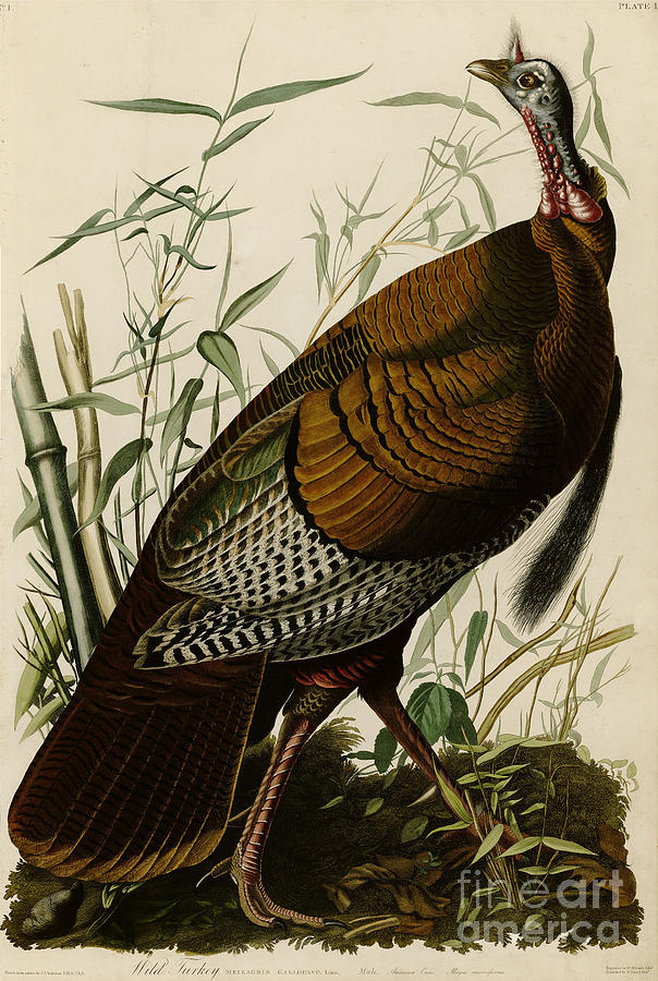  Wild Turkey Drawing by Celestial Images