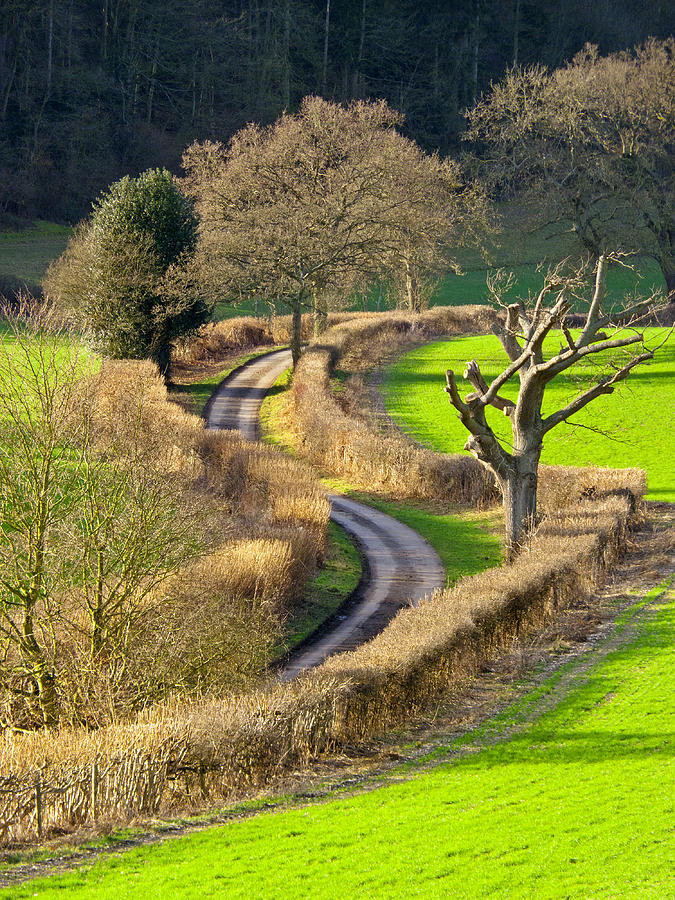 Tree Photograph -  Winding Country Lane by Tony Murtagh
