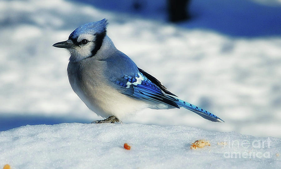  Winter Bluejay Photograph by Elaine Manley