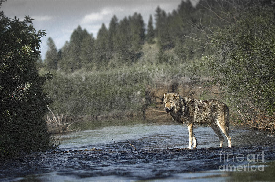 Wildlife Photograph -  Wolf in the Rain by Wildlife Fine Art
