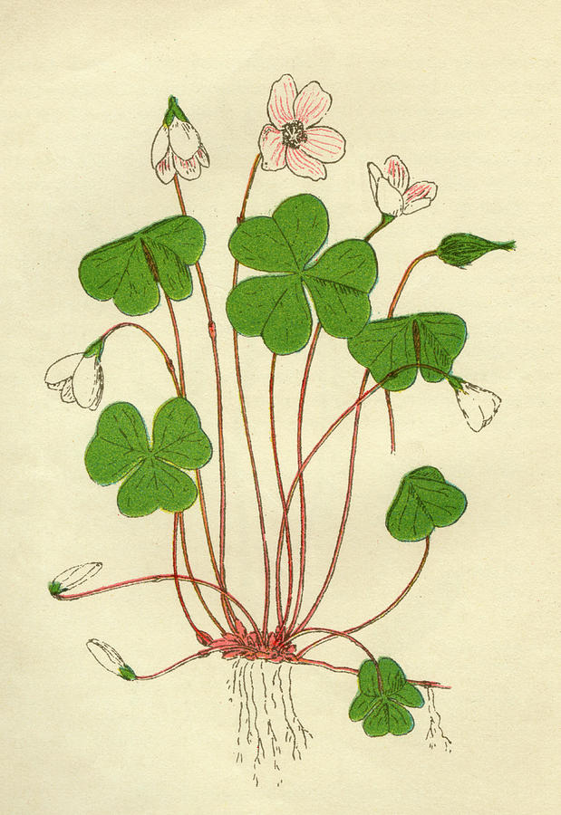 Wood Sorrel Date Early th Drawing By Mary Evans Picture Library