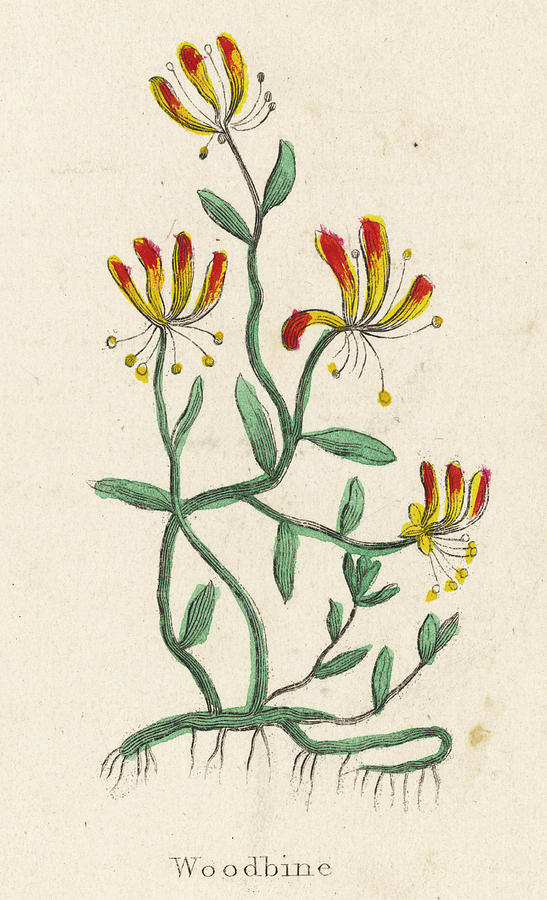 Woodbine, Or Common Honeysuckle Drawing by Mary Evans Picture Library