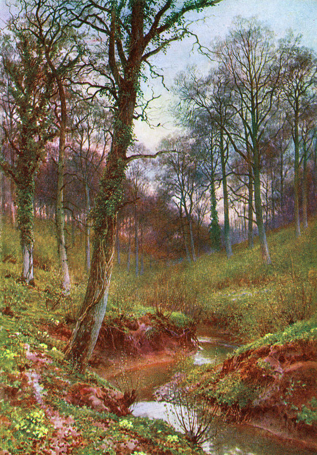 Woods Near Ockley, Surrey, Uk Drawing by Mary Evans Picture Library