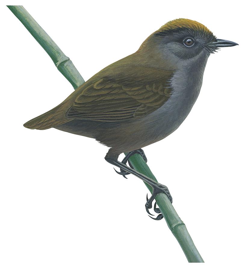 Wren Drawing -  Wrenthrush by Anonymous