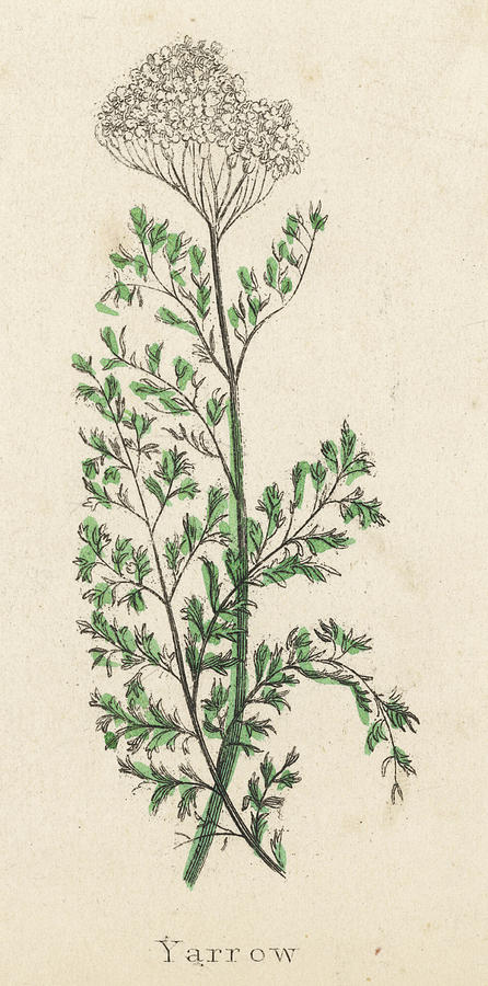 Yarrow Date Circa 1820 Drawing by Mary Evans Picture Library - Pixels