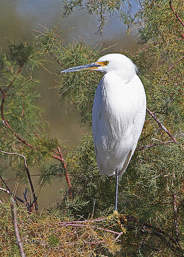  Yellow Foot Snowy Egret On Perch Photograph by Tom Janca