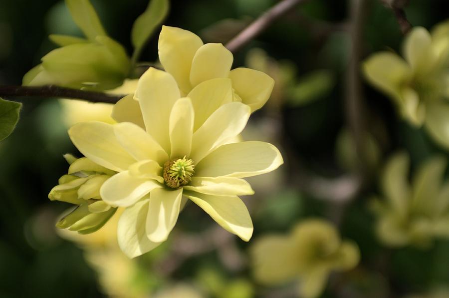  Yellow Magnolia 1 Photograph by Douglas Pike