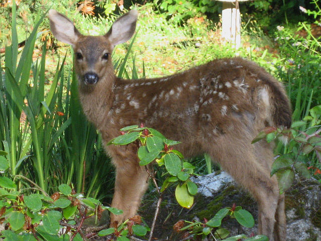  Young Fawn in The Grass Photograph by Kym Backland