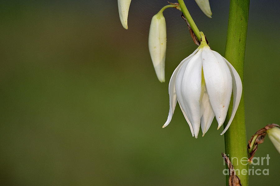  Yucca Blossom Photograph by Karin Everhart