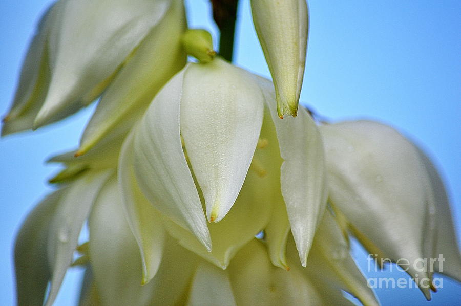  Yucca Blossoms Photograph by Karin Everhart