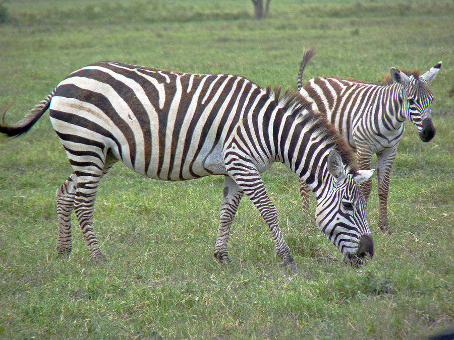  Zebra and Foal Photograph by Tony Murtagh