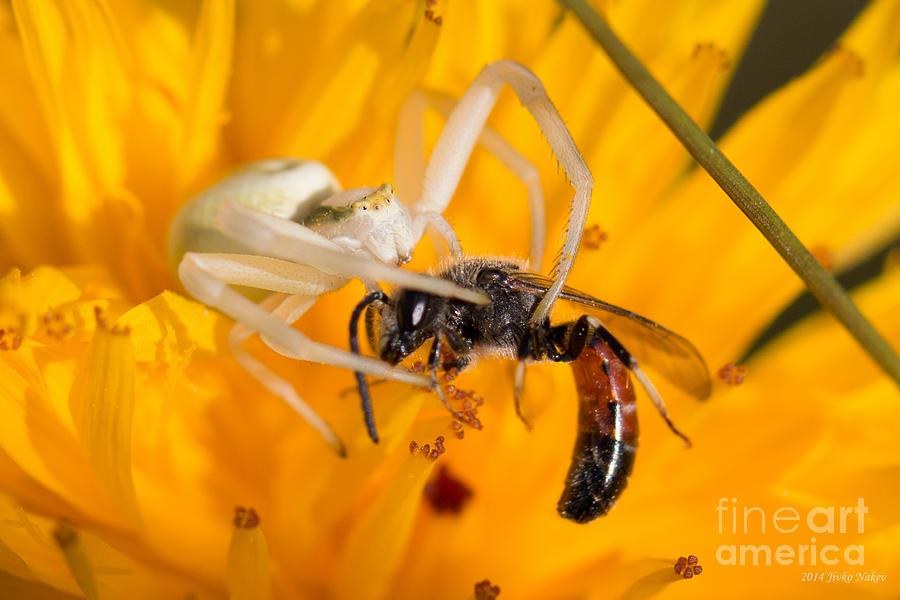 001 Spider vs. Bee Photograph by Jivko Nakev