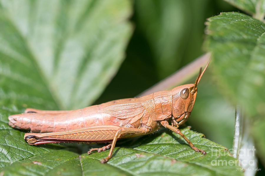 002 Euthystira brachyptera grasshopper - female Photograph by Jivko Nakev