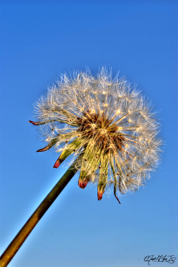 Flower Photograph - 002 Make A Wish by Michael Frank Jr