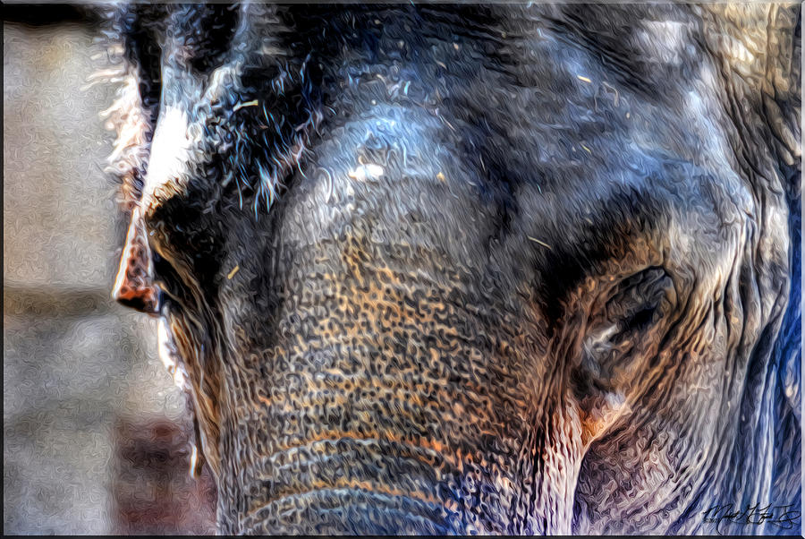 003 Asian Elephant Photograph by Michael Frank Jr