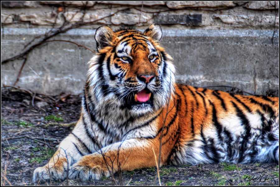 003 Siberian Tiger Photograph by Michael Frank Jr