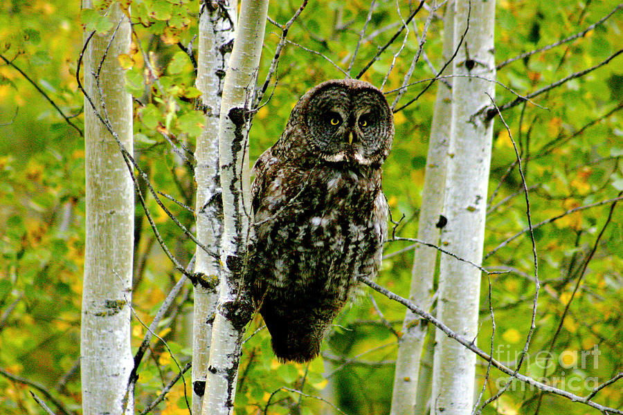 0087 Great Grey Owl Photograph by Steve Sturgill