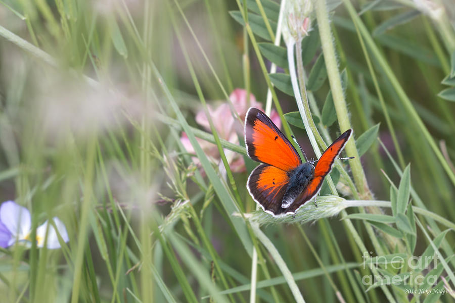 01 Balkan Copper Butterfly Photograph by Jivko Nakev