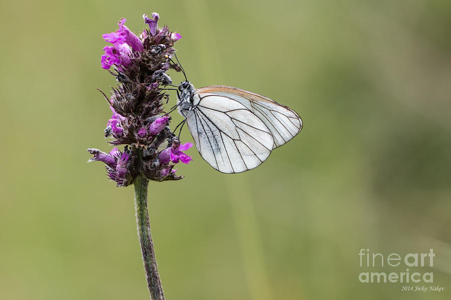 01 Black-veined White Butterfly Photograph by Jivko Nakev