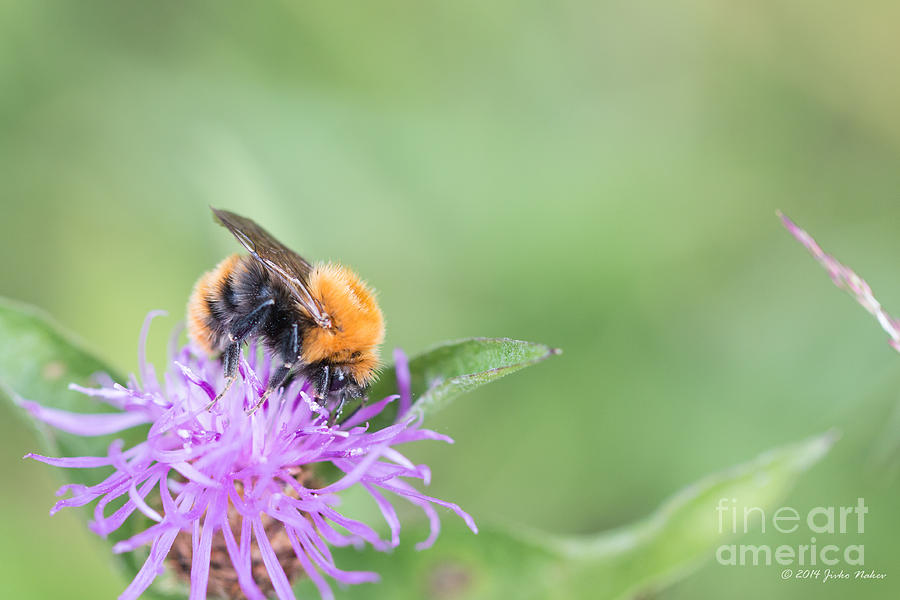 01 Common carder bee Photograph by Jivko Nakev