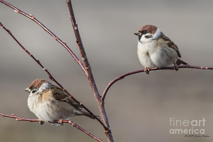 01 Eurasian Tree Sparrow Photograph by Jivko Nakev