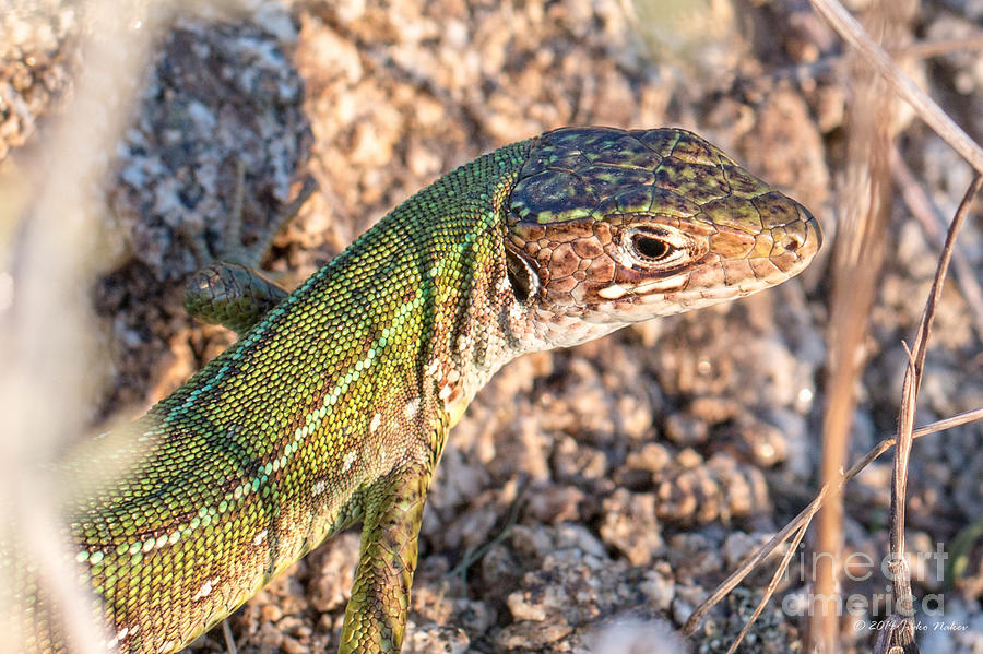 01 European green lizard - female Photograph by Jivko Nakev