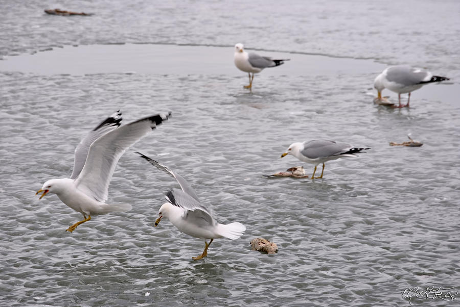 Seagull Photograph - 01 Feeding Time at Lake Erie in Ripley NY by Michael Frank Jr