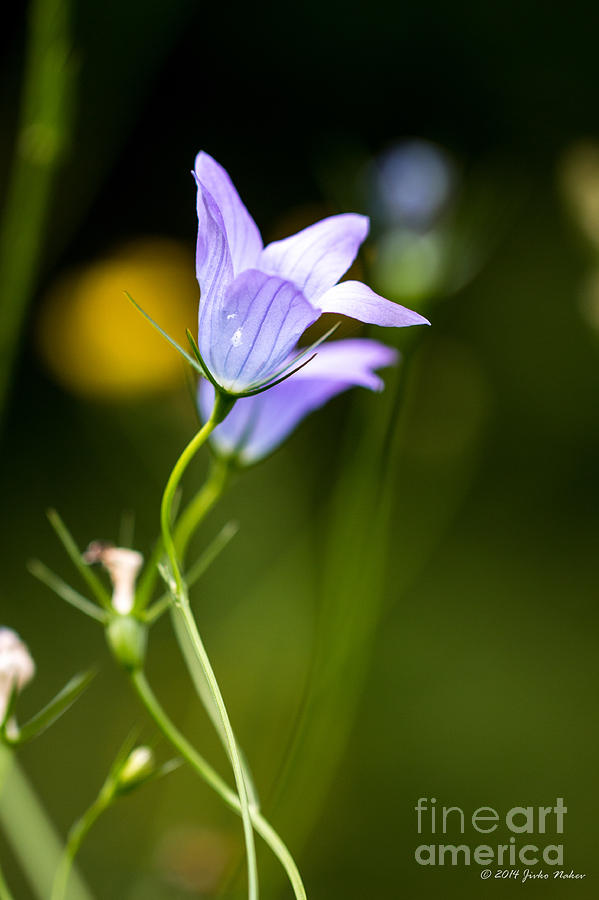 01 Harebell Wild Flower Photograph by Jivko Nakev