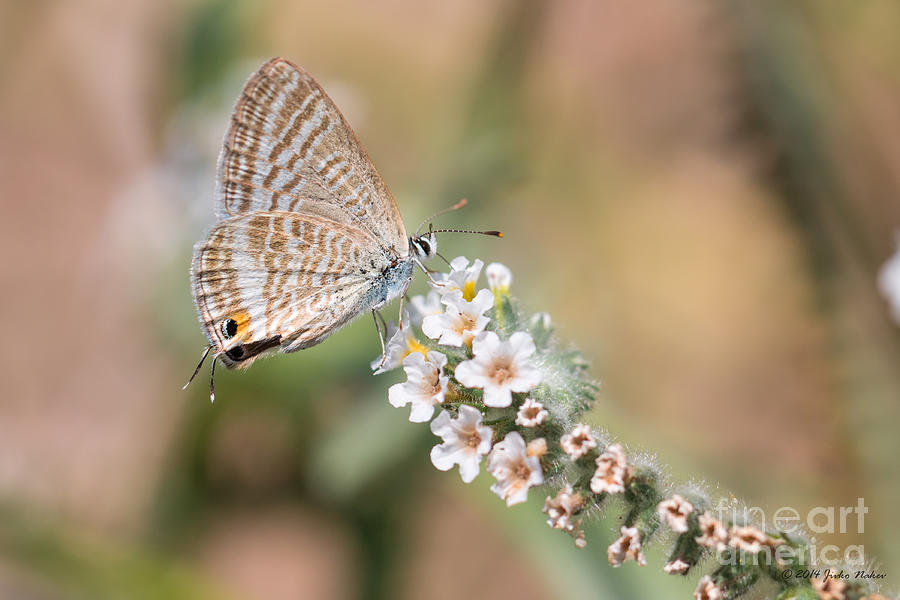 01 Long-tailed Blue Butterfly Photograph by Jivko Nakev