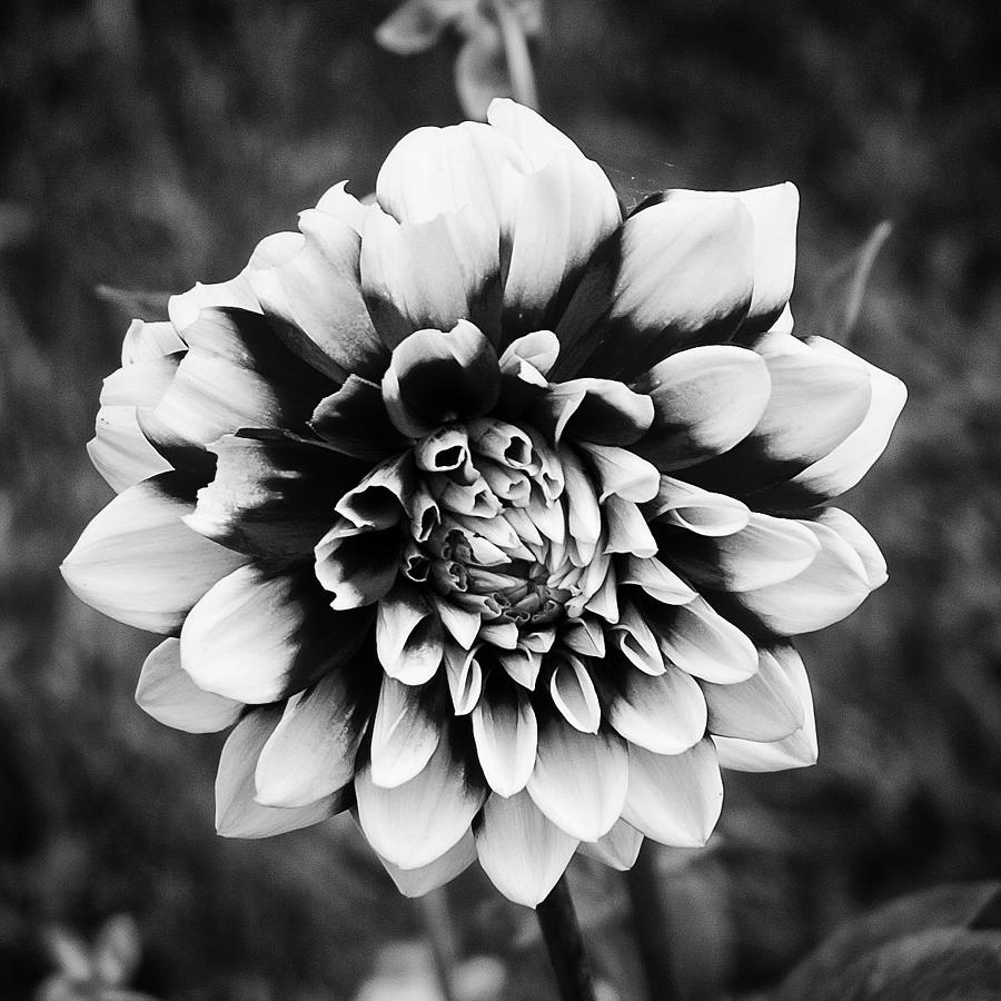 01 Lovely Dahlia Photograph by Ben Shields