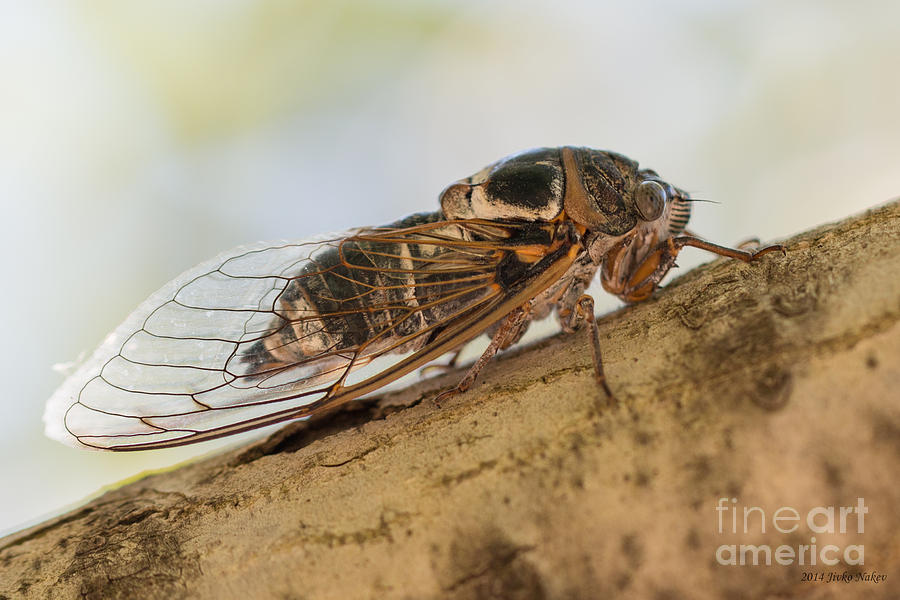 01 New forest cicada  Photograph by Jivko Nakev