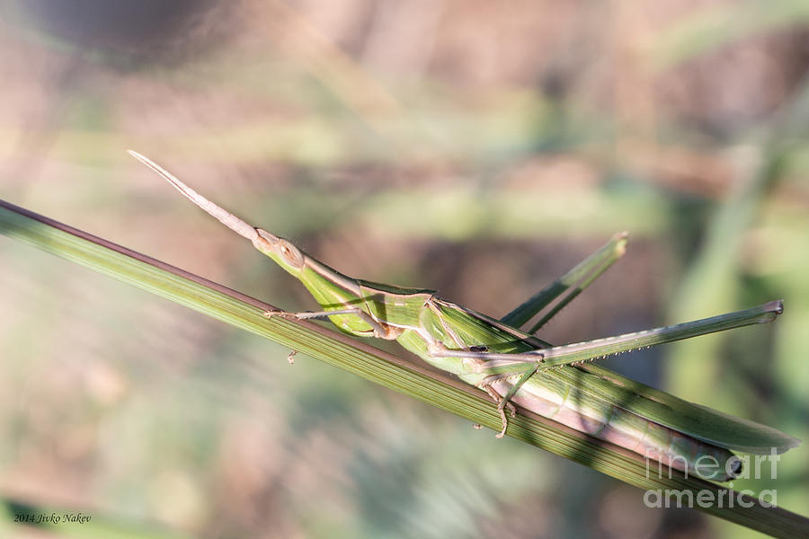 01 Nosed grasshopper Photograph by Jivko Nakev