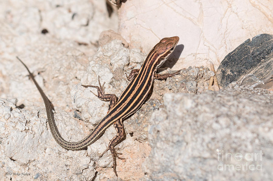 01 Peloponnese wall lizard Photograph by Jivko Nakev
