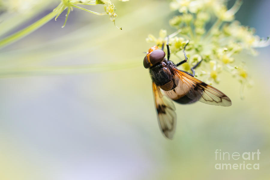 01 Pollinating fly Photograph by Jivko Nakev