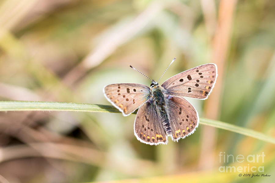 01 Sooty Copper Butterfly Male Photograph by Jivko Nakev