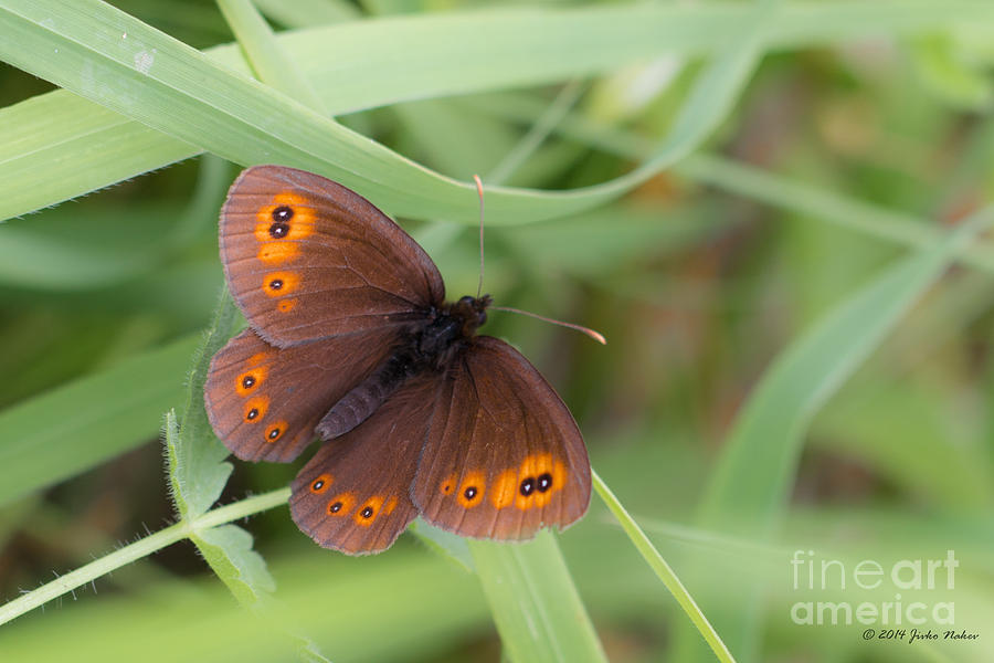 01 Woodland Ringlet Butterfly Photograph by Jivko Nakev