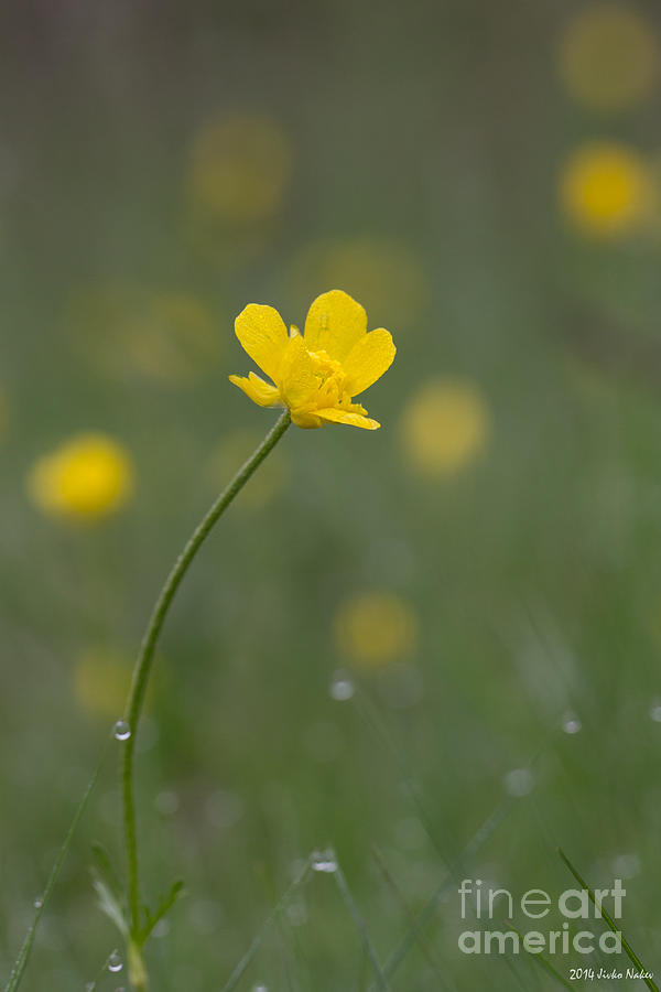 01 Yellow flower Photograph by Jivko Nakev