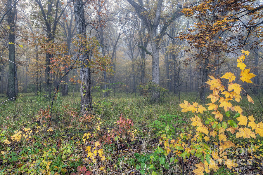 0133 Misty Meadow 2 Photograph by Steve Sturgill