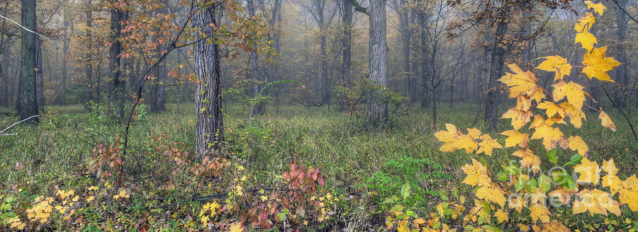 0134 Misty Meadow Photograph by Steve Sturgill
