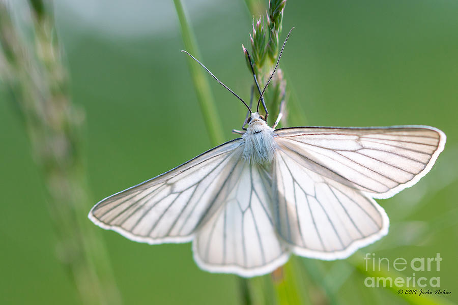 02 Black-veined Moth Photograph by Jivko Nakev