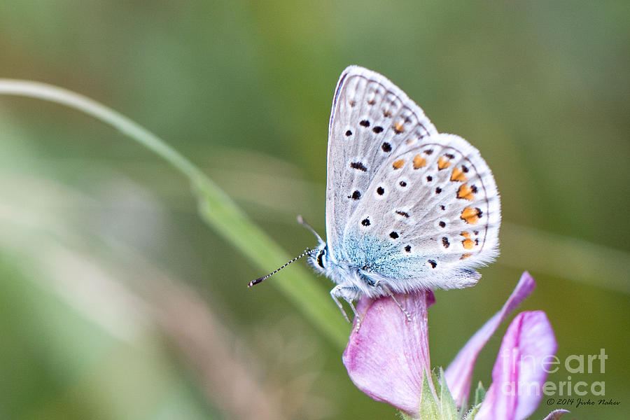 02 Common Blue Butterfly Photograph by Jivko Nakev